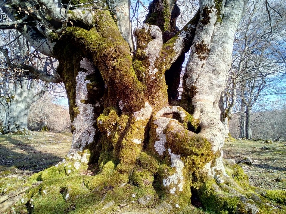mist Forest Tree