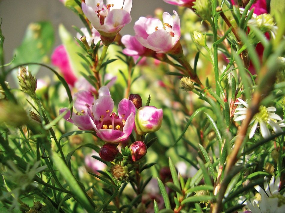 Flowers in Heide