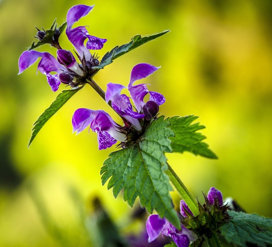 purple spring flower on the blurred background