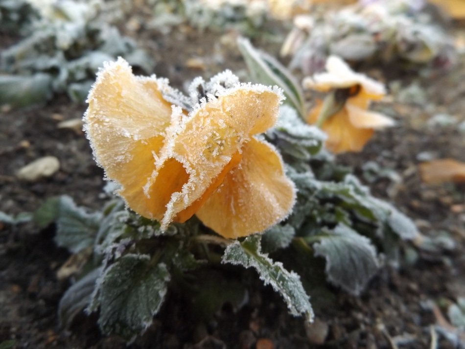 closeup photo of frozen decorative flower