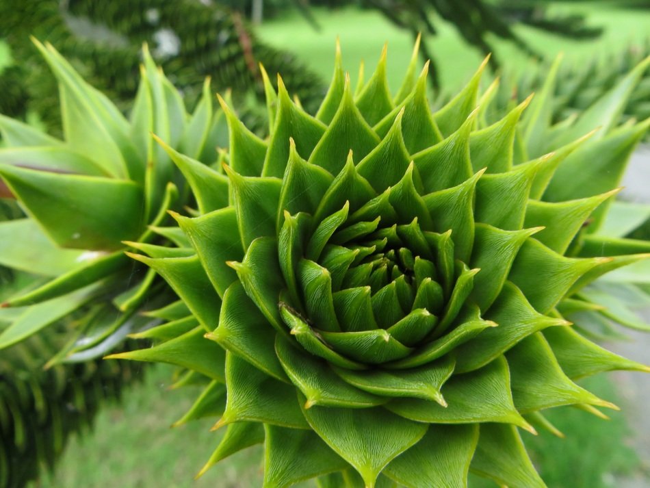 Green Zierpfanze plants
