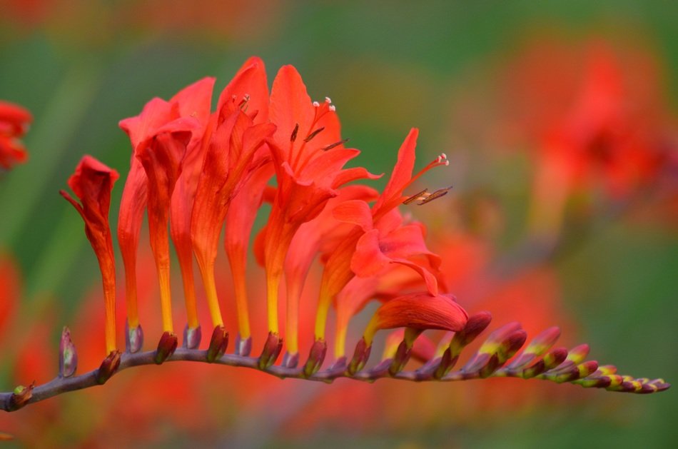 flower like flame