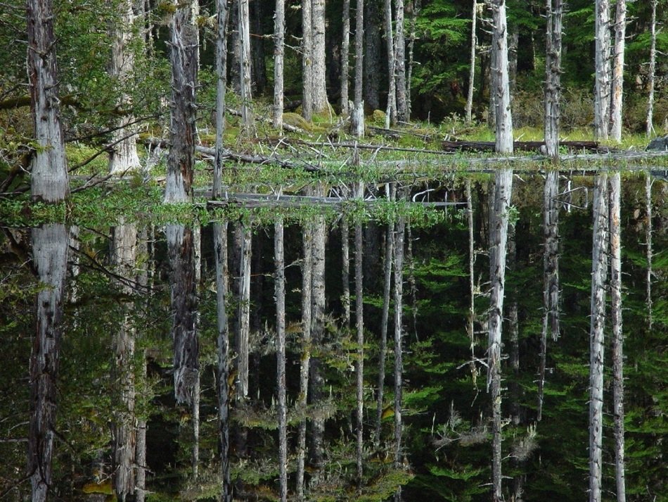 Blackwater in the pond