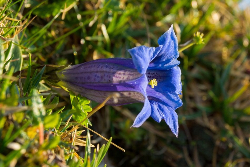 Gentian Wild Flower