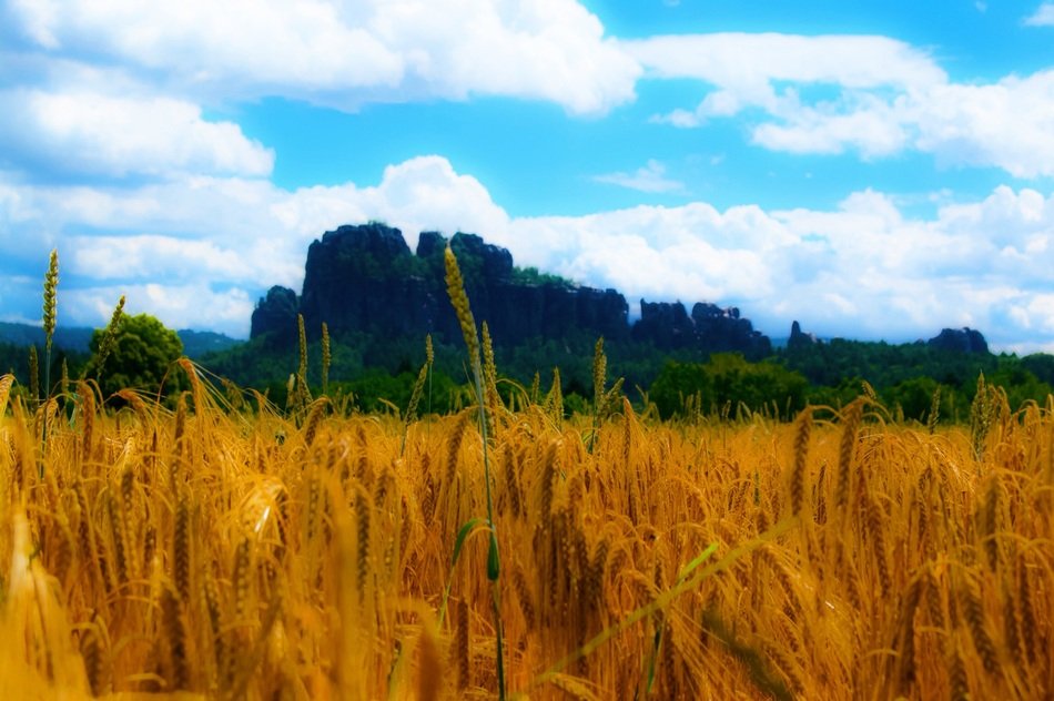 grain field in Switzerland