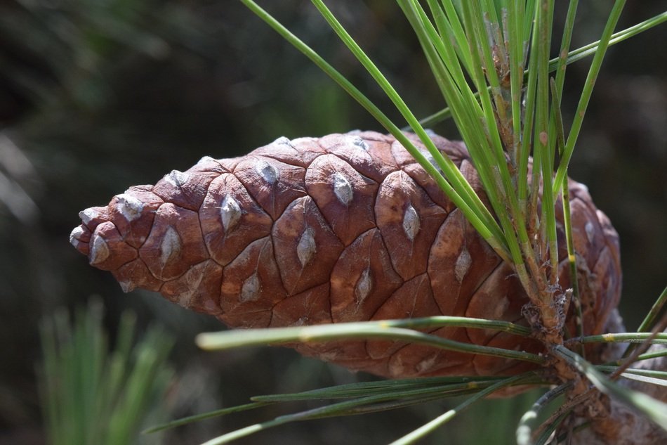 Brown pine cone on a branch free image download