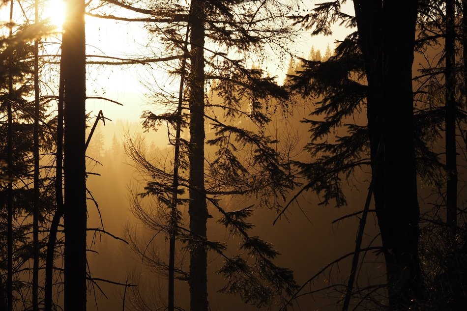 Tress in the mist in the forest with colorful light