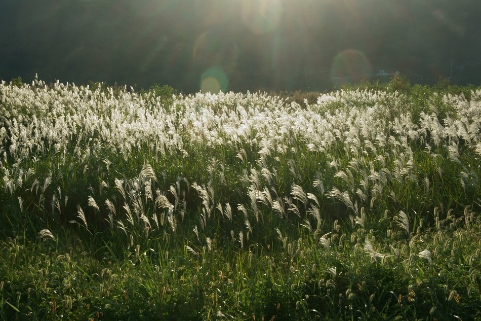 silver grass on a green meadow