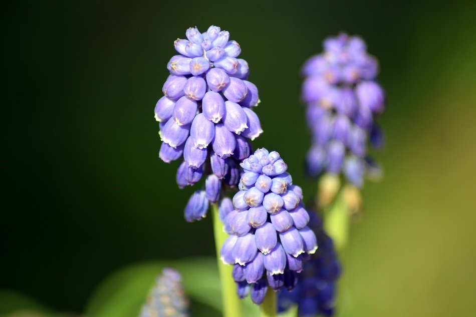 blue hyacinths in the bright sun close up