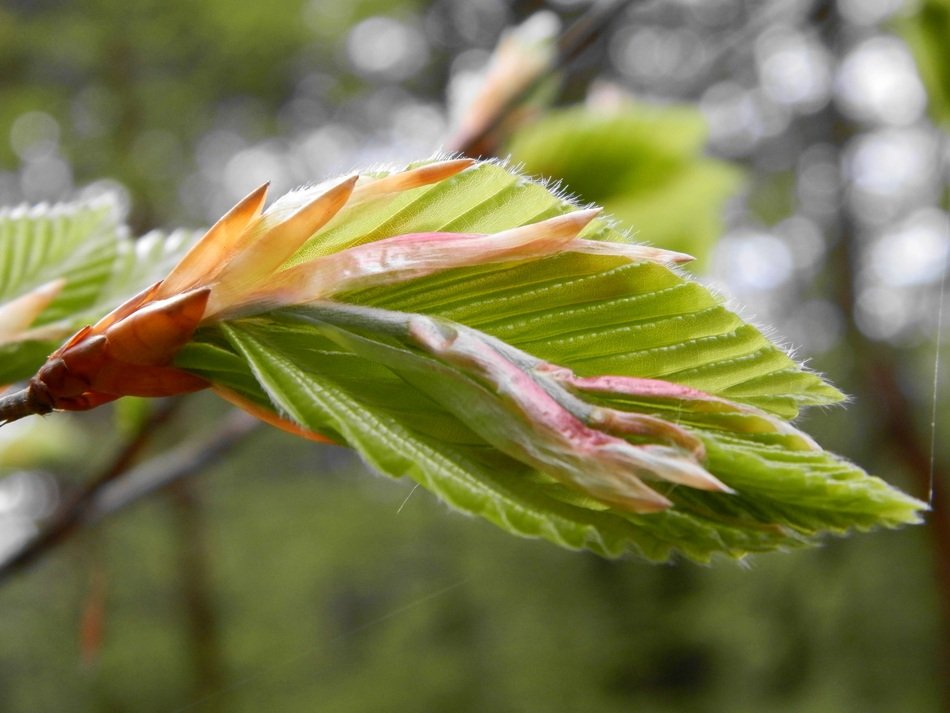 Bud Foliage