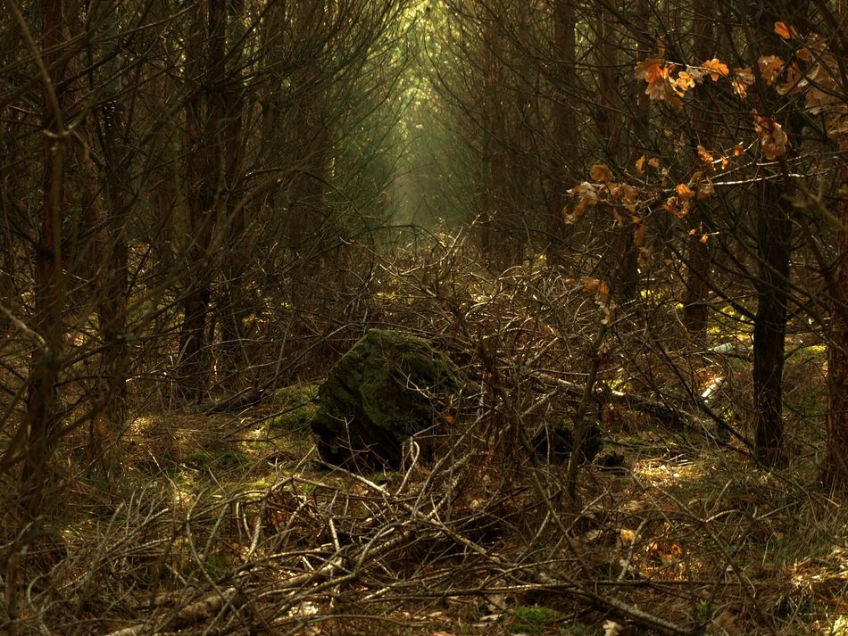 mystical windbreak in the forest at dusk
