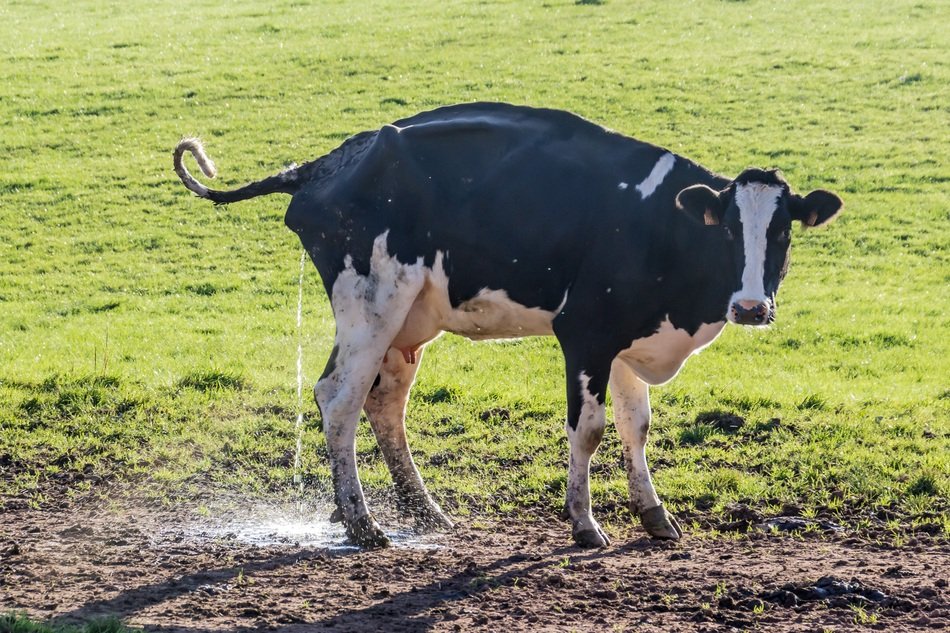 cow defecates