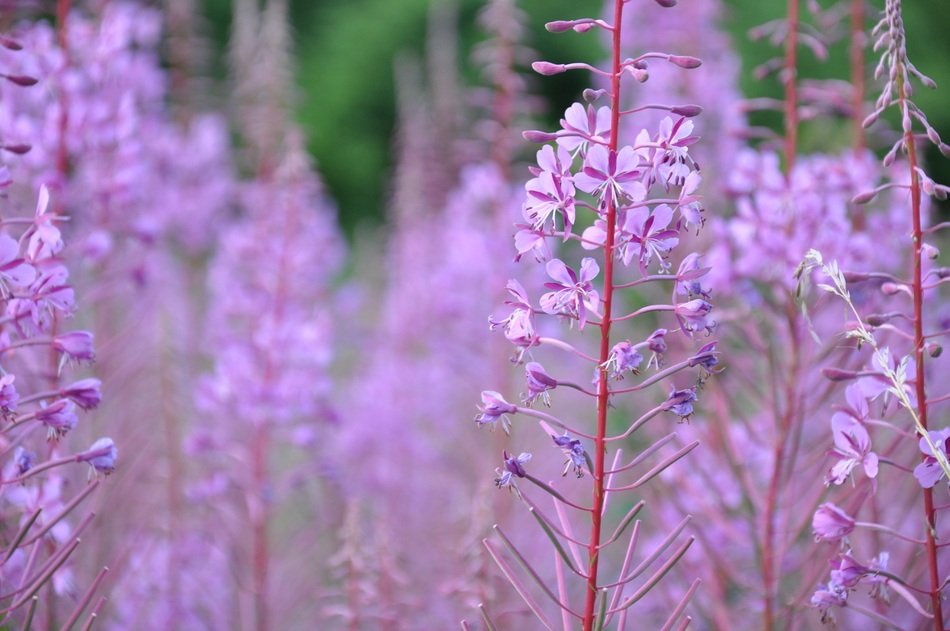 thickets of pale purple wildflowers