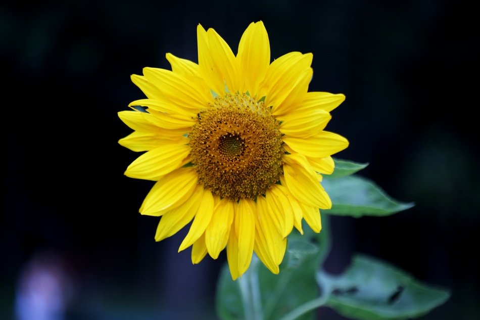 bright sunflower in the garden on a dark background