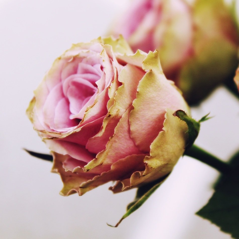 yellow pink rose