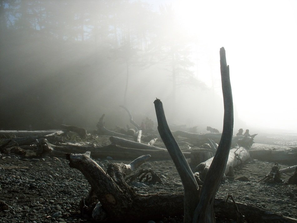 dry driftwood on the beach in the fog