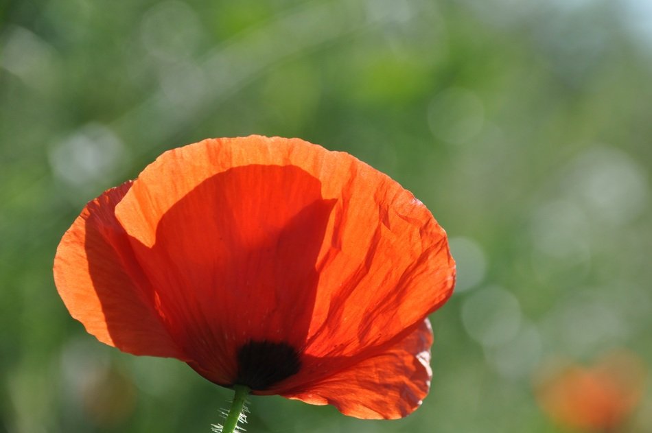 red poppy in bright sunlight on a blurred background