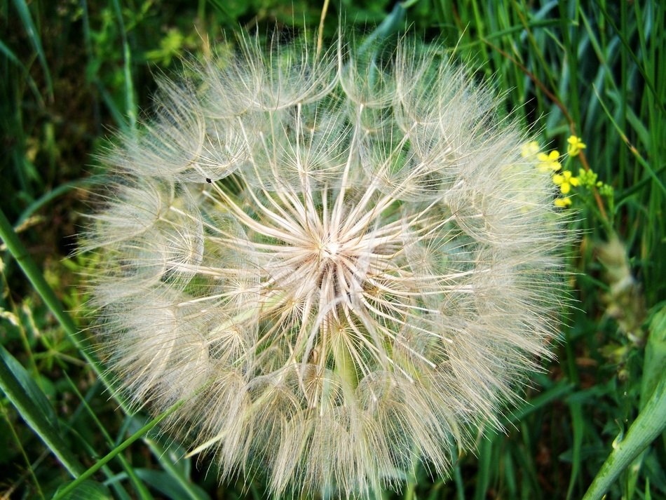 dandelion with seeds on green grass close-up