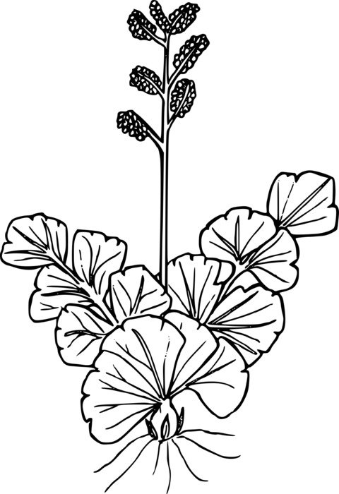 graphic image of a wild flower with roots