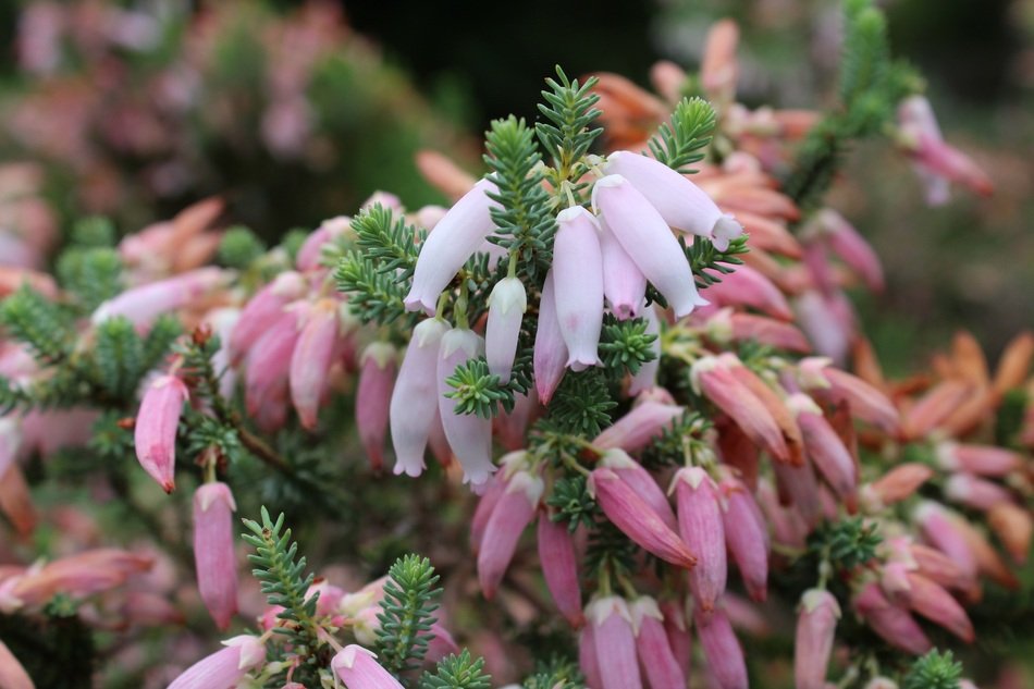 Erica as a plant