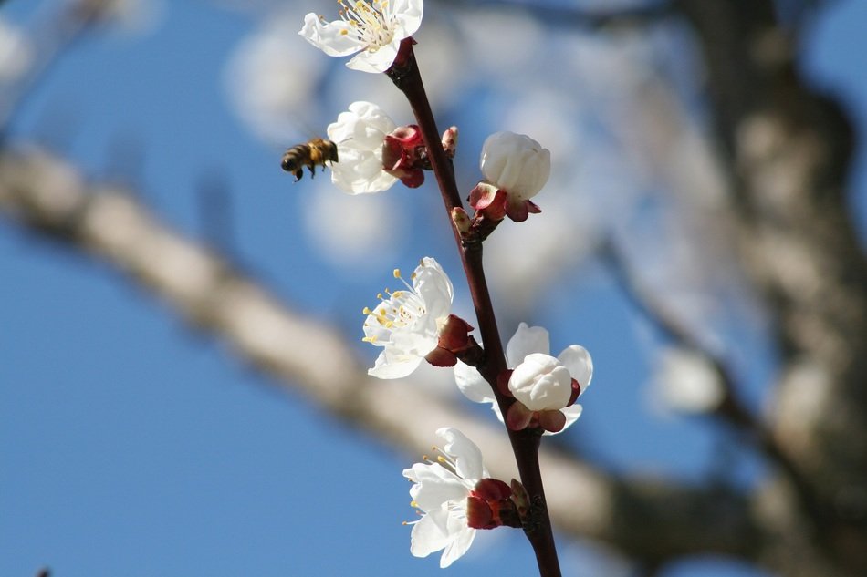 white Flower Of Loganybloom on branch