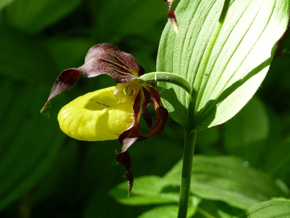 closeup view of Guckosko Flower