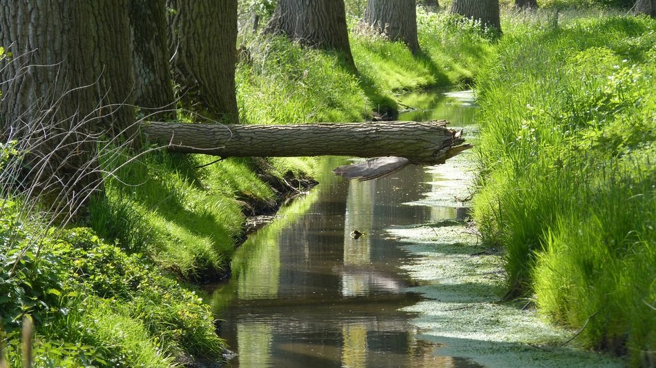 felled tree in the creek
