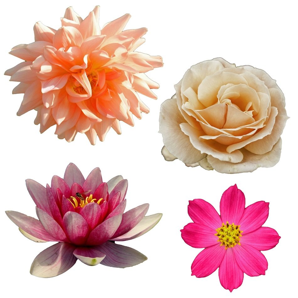 garden flowers on a white background