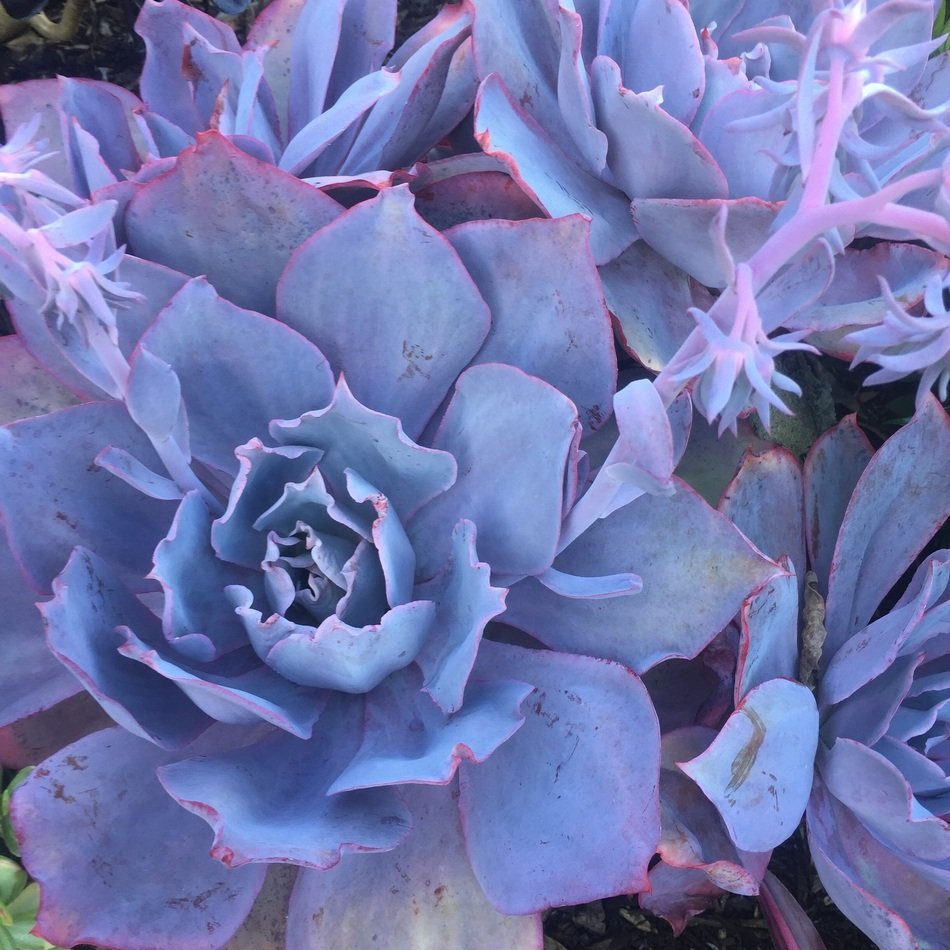 Picture of the blue succulents
