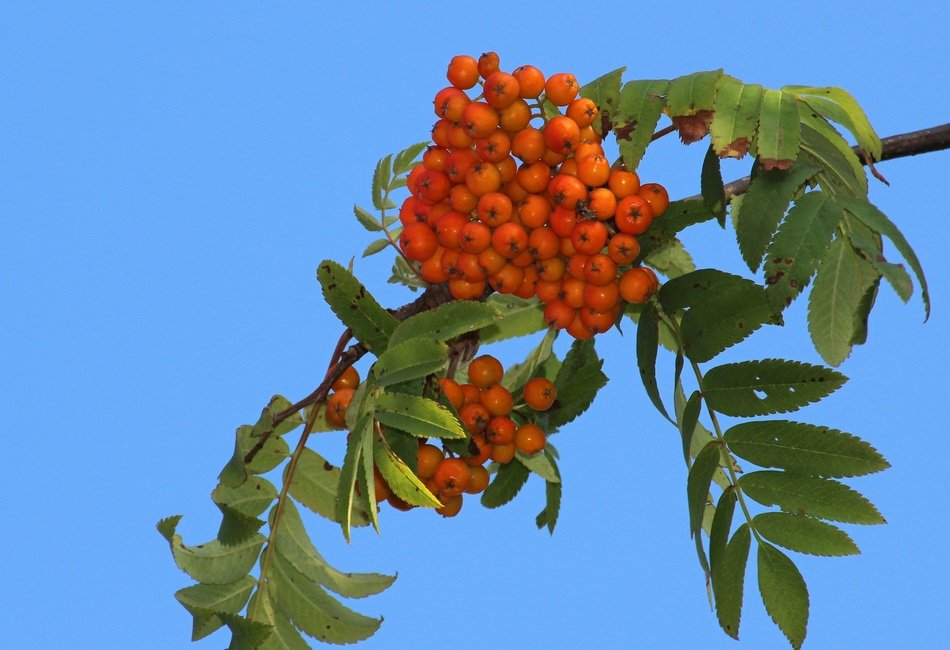 stunningly beautiful Rowan