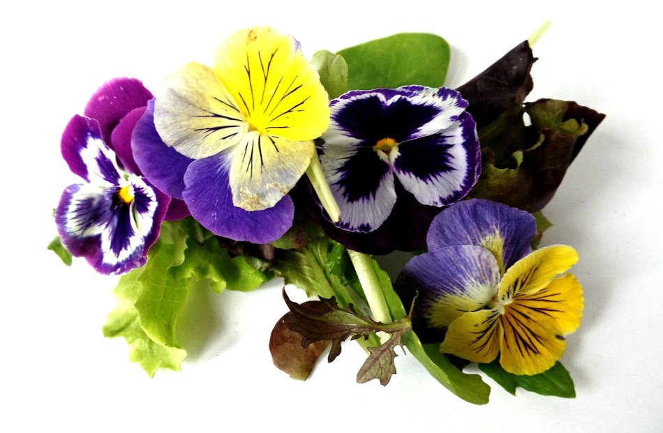 pansies at white background