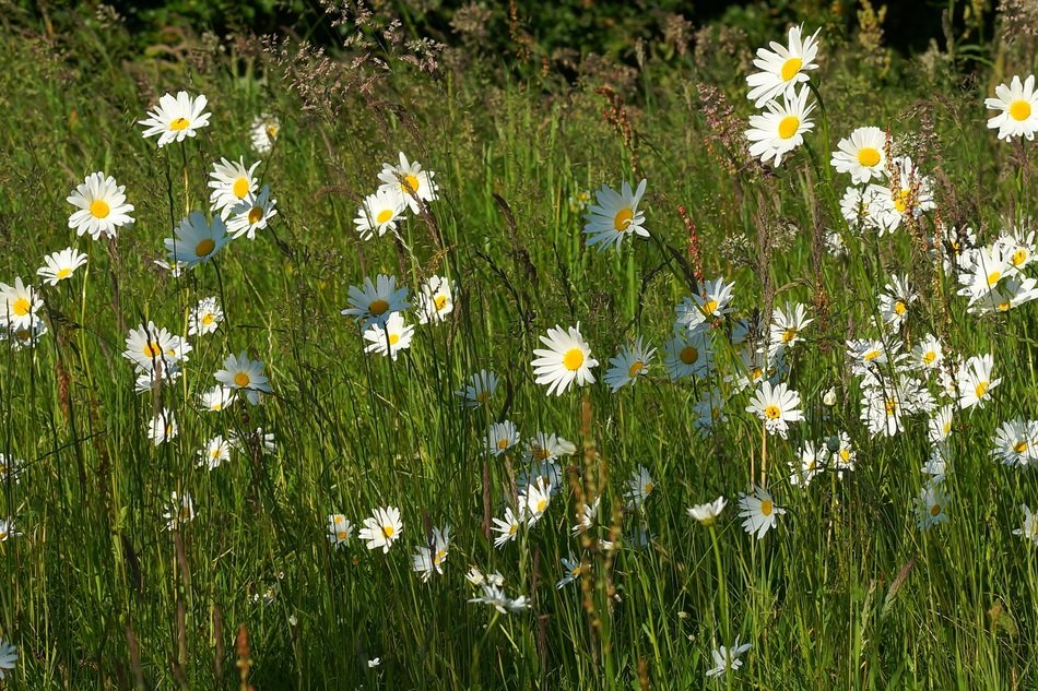 daisies in a summer meadow in the sun