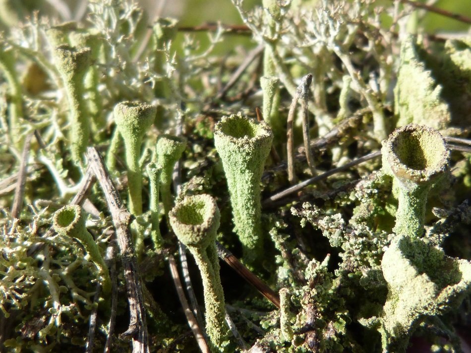 moss like snorquel