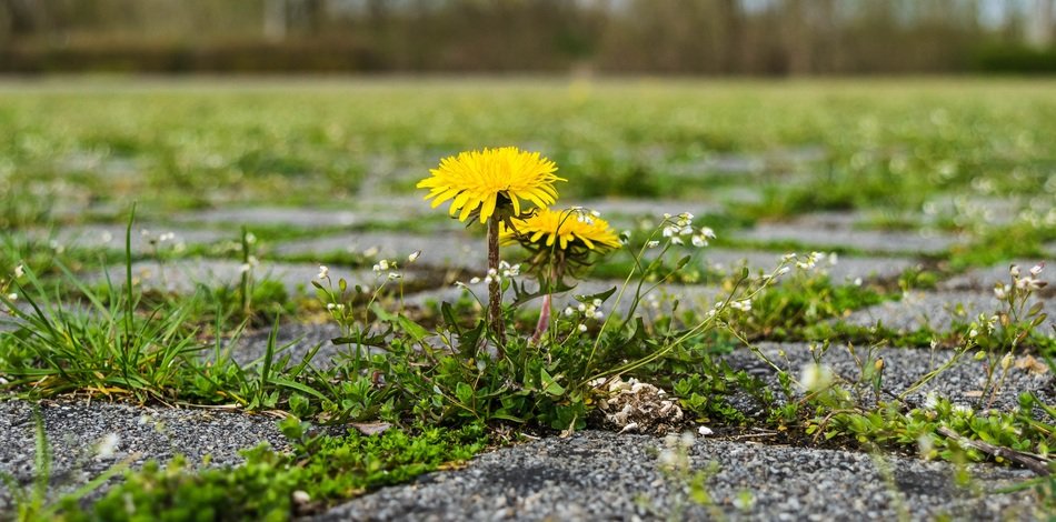 closeup photo of dandelion flower on paving slabs