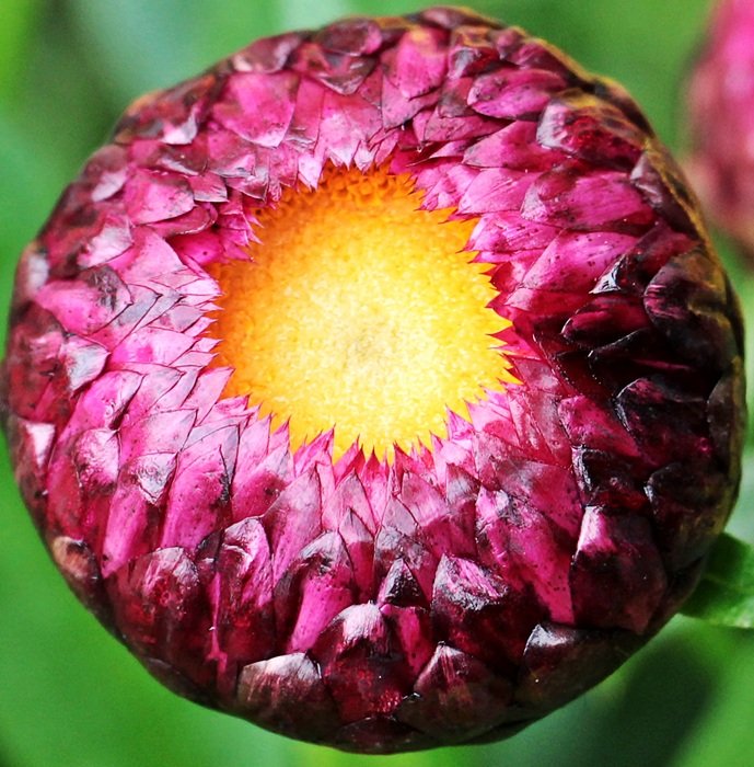 Closeup Picture of Italicum plant