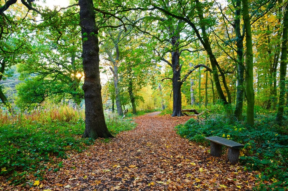 dry foliage in an alley in the park