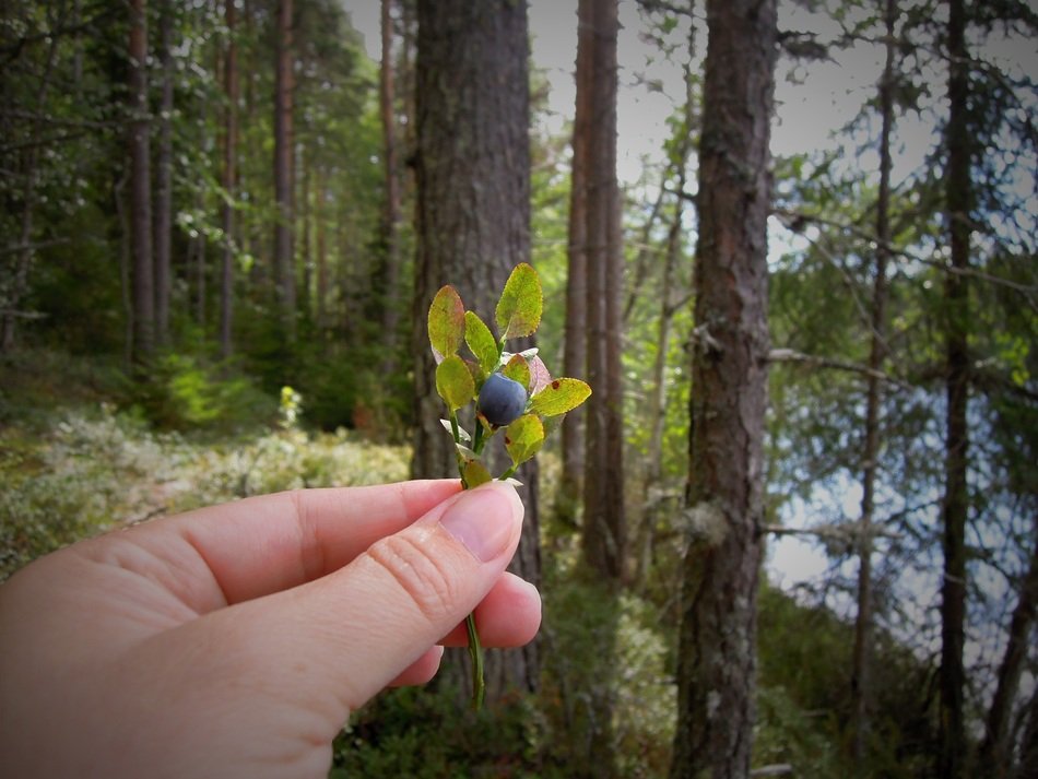 stunningly beautiful Blueberry