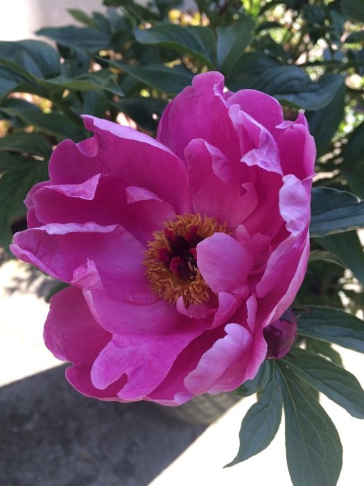 Picture of the pink paeonia lactiflora