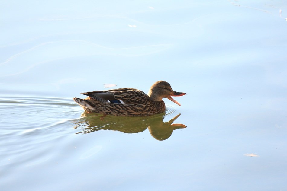 Duck with open beak on Water