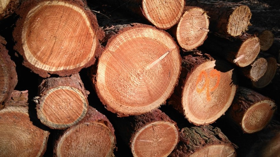 cut timber with annual rings closeup