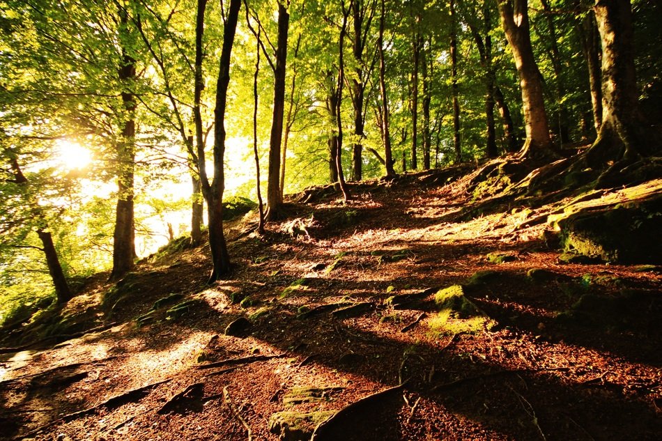 Hayedo Nature