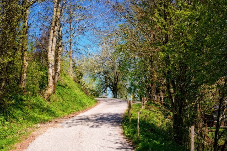paved road in the park as a nature trail