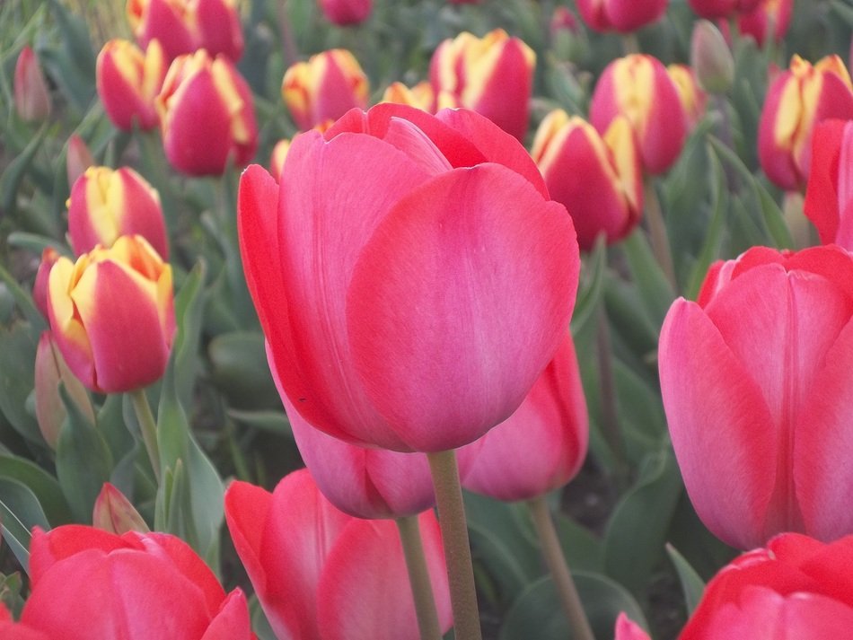 incomparable Tulips Flowers Nature