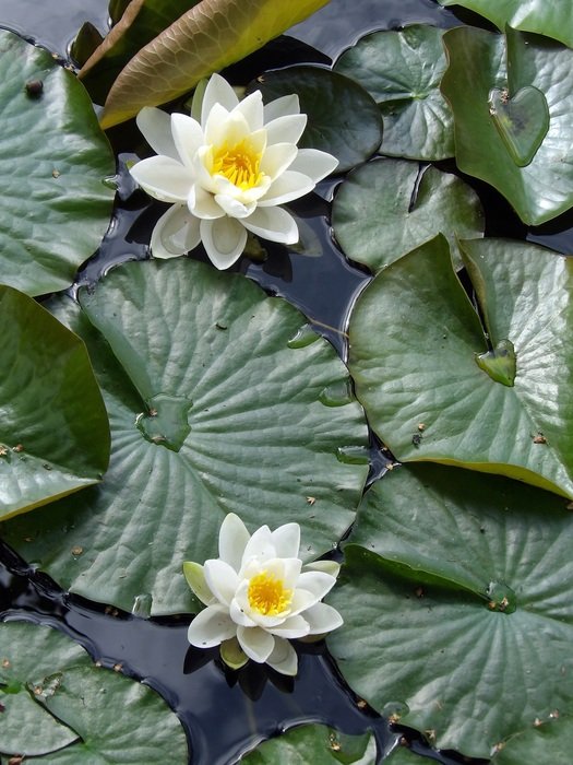 tiny Water Lily Aquatic Plant in Pond