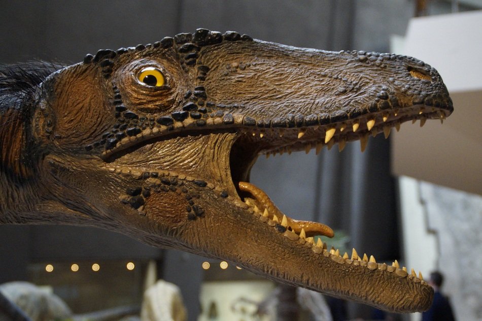 prehistoric animal in the museum