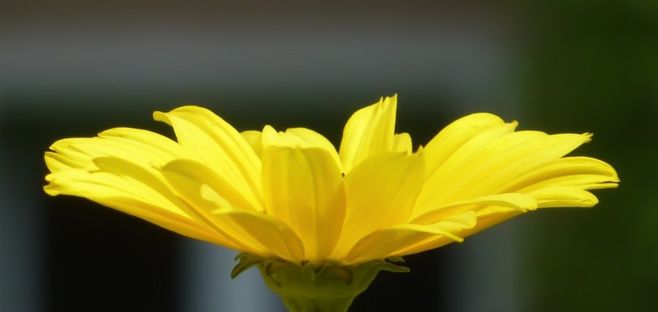 wallpaper with yellow blossom