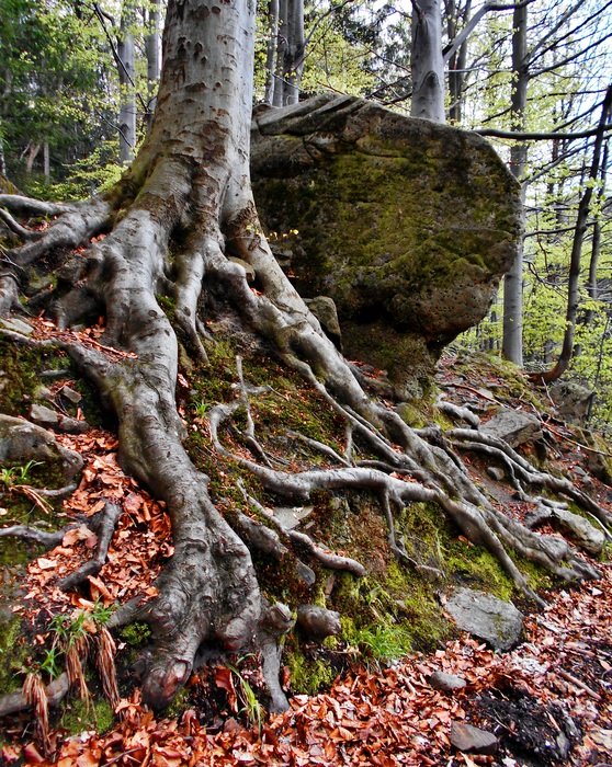 The Roots Of The Mountains