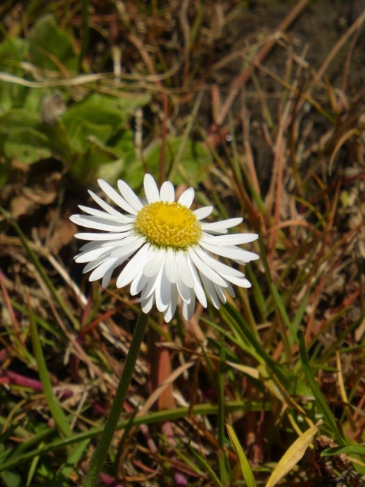 white daisy among the weeds