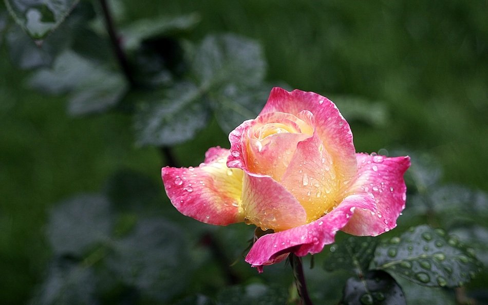 light rose with a pink border in drops of water close-up