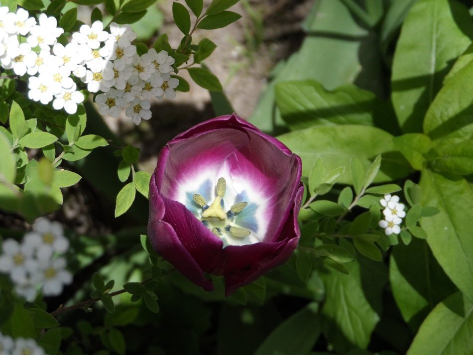 burgundy tulip in the garden